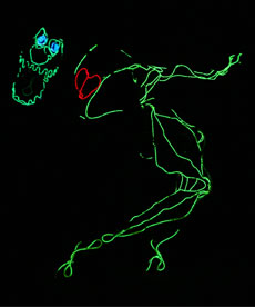 DiNO-Light